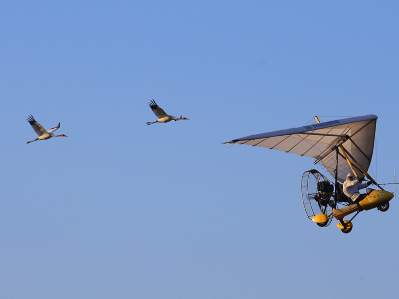 Cranes #4 and #10 flying with Brooke's plane Dec. 1, 2014.