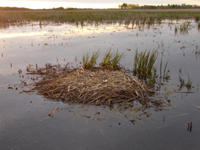 Empty nest after loss of eggs to coyote