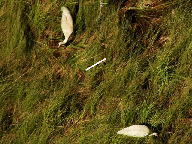 Parent-reared mom 20-14, dad 37-07 and new chick W15-17, first chick hatched to a parent reared whooper!