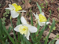 daffodils