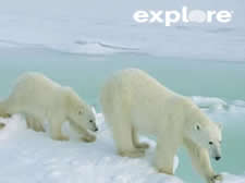 Polar Bears