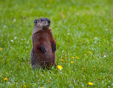 groundhog