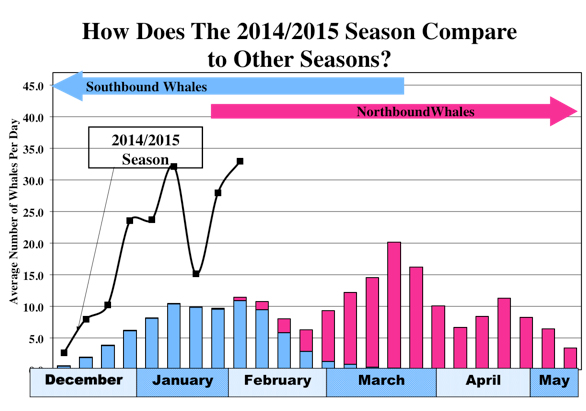 Graph comparing this year's gray whale migration (southbound and northbound) to past years