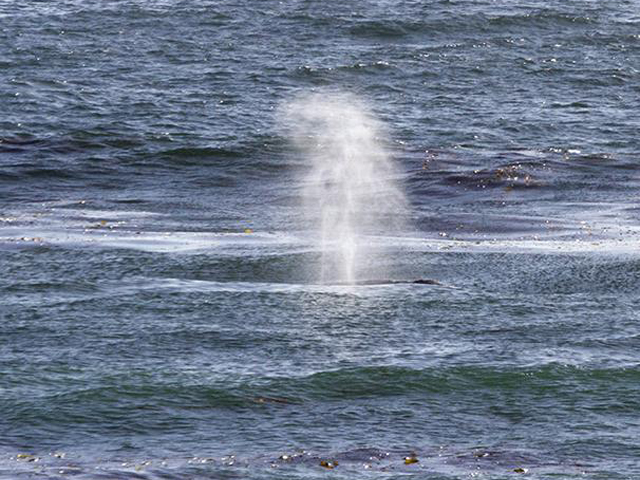 Northbound gray whales past California