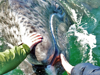 This baby whale is nicknamed Anaconda by tour guides.