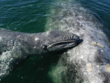 gray whale