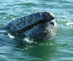 Baby gray whale