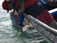 Boy touches baby gray whale in the lagoon