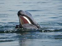 Baby gray whale showing baleen