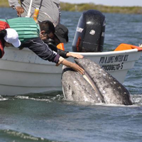 Touching baby whale in Magdalena Bay nursery lagoon