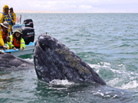 Touching gray whales in the nursery lagoons