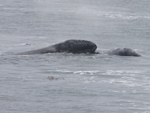 Mother gray whale and her calf on the journey north
