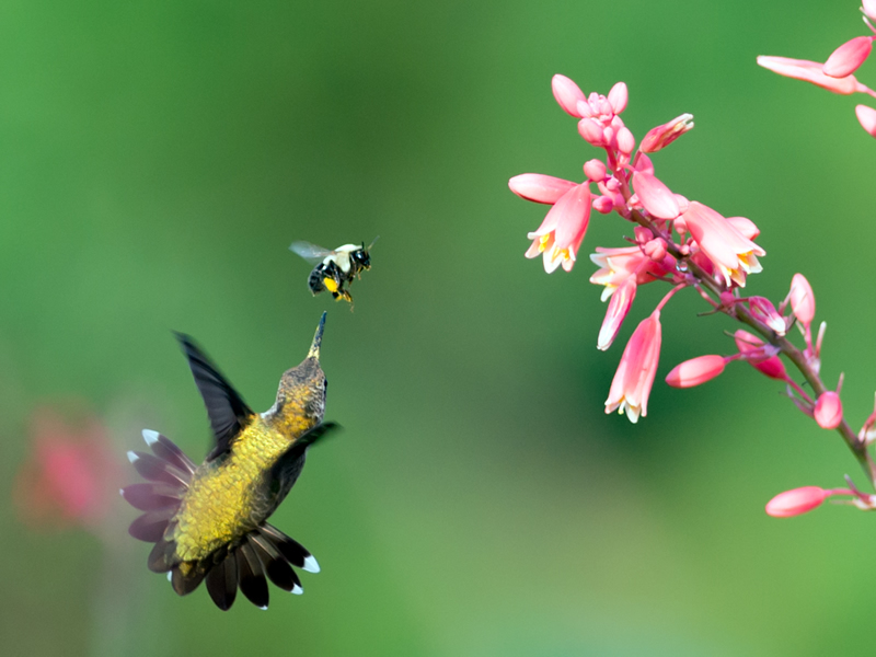 Ruby throat and bee