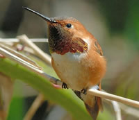 rufous and rubythroat animation