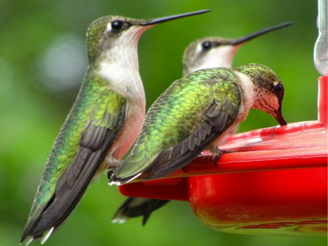 Rubythroated Hummingbirds