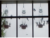 Hungry hummingbirds visiting a feeder in Texas