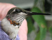 Picture of juvenile ruby-throated hummingbird with beginnings of red necklace