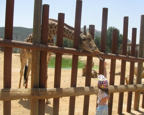 Pnina feeding a giraffe