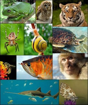 We love animals