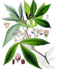 Cassava plant