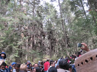 Monarch butterfly sanctuary in Mexico.