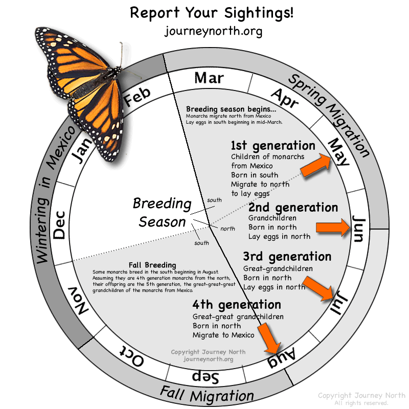 Life Cycle Of A Monarch Butterfly 4 Stages