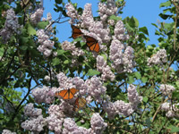 Monarch butterflies on blooming lilacs