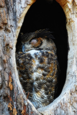 Great-horned Owl