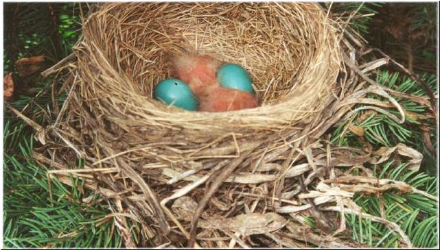 robin egg hatching