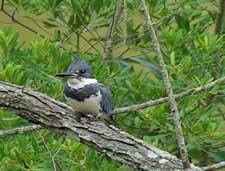 belted kingfisher