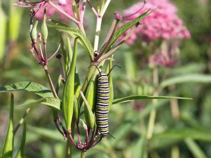 monarch larvae