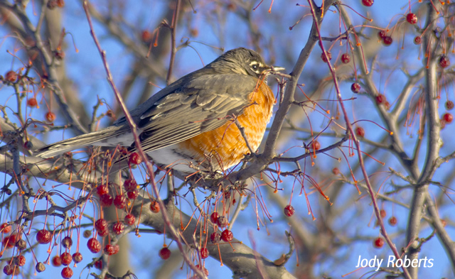 Robin in Winter