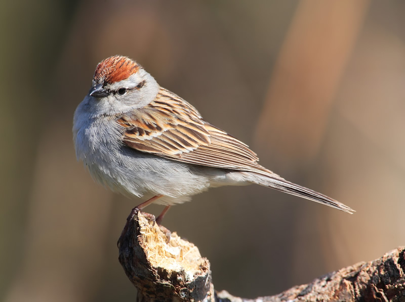 Hummingbird and Distribution Map