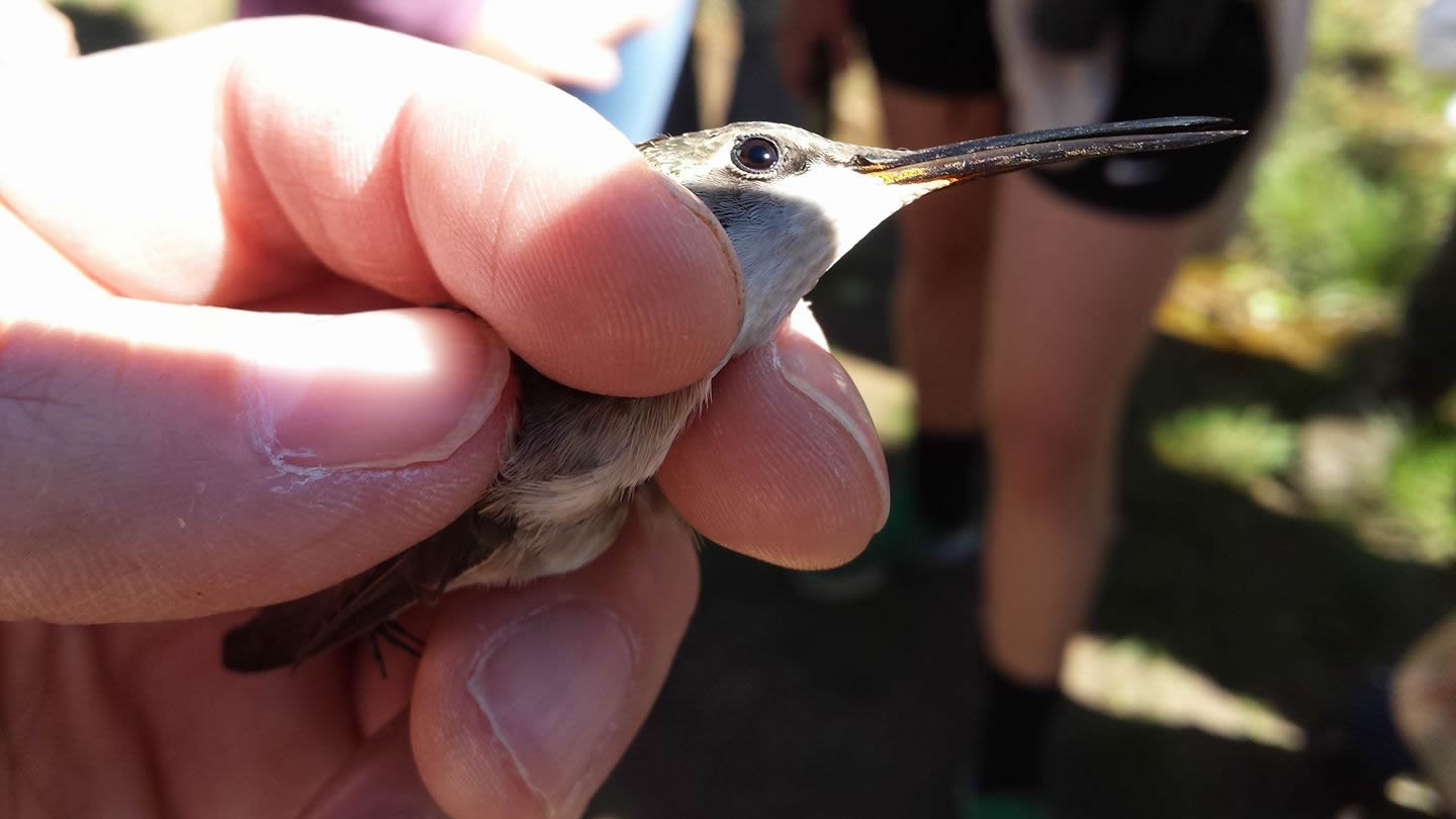 Female Ruby-throated hummingbird