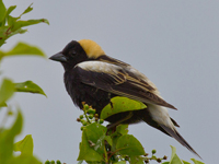 Bobolink