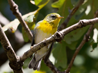 Northern Parula