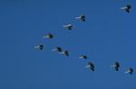 Cranes and herons both can fly in V-formation, though cranes do it more often