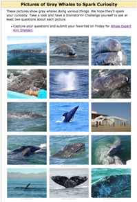 Gallery of Photos of Gray Whales to Spark Curiosity