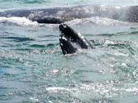 Playful calf with mother gray whale