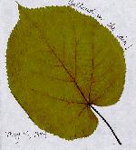 full size leaf