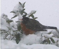 Robin in snowstorm