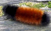 Woolly Bear Caterpillar and Moth