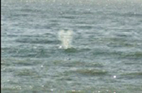 A gray whale's spout is sometimes heart-shaped. 