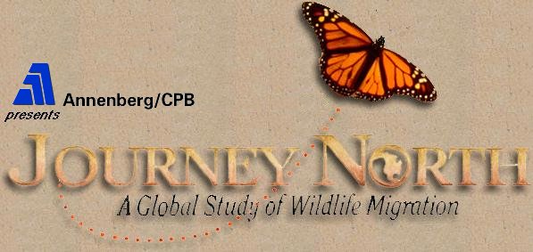 A Global Study of Wildlife Migration