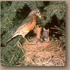 American Robin