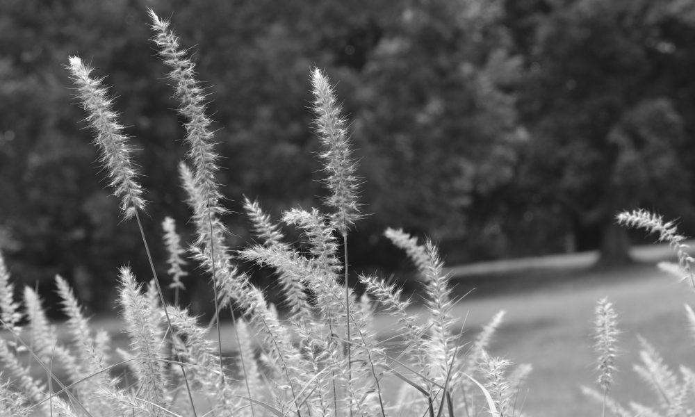 Photo of the Day: In the Weeds