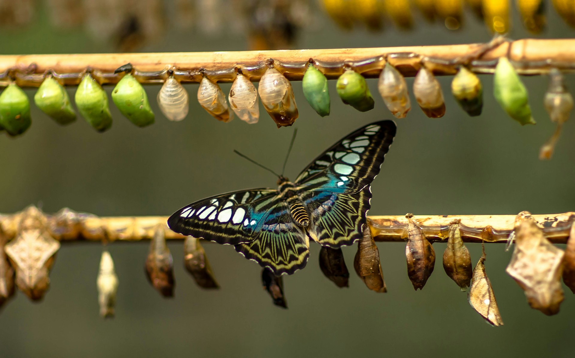 Wholly Sanctified: Complete Sanctification transformation