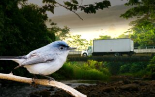 The Bird that Broke the Camel’s Back