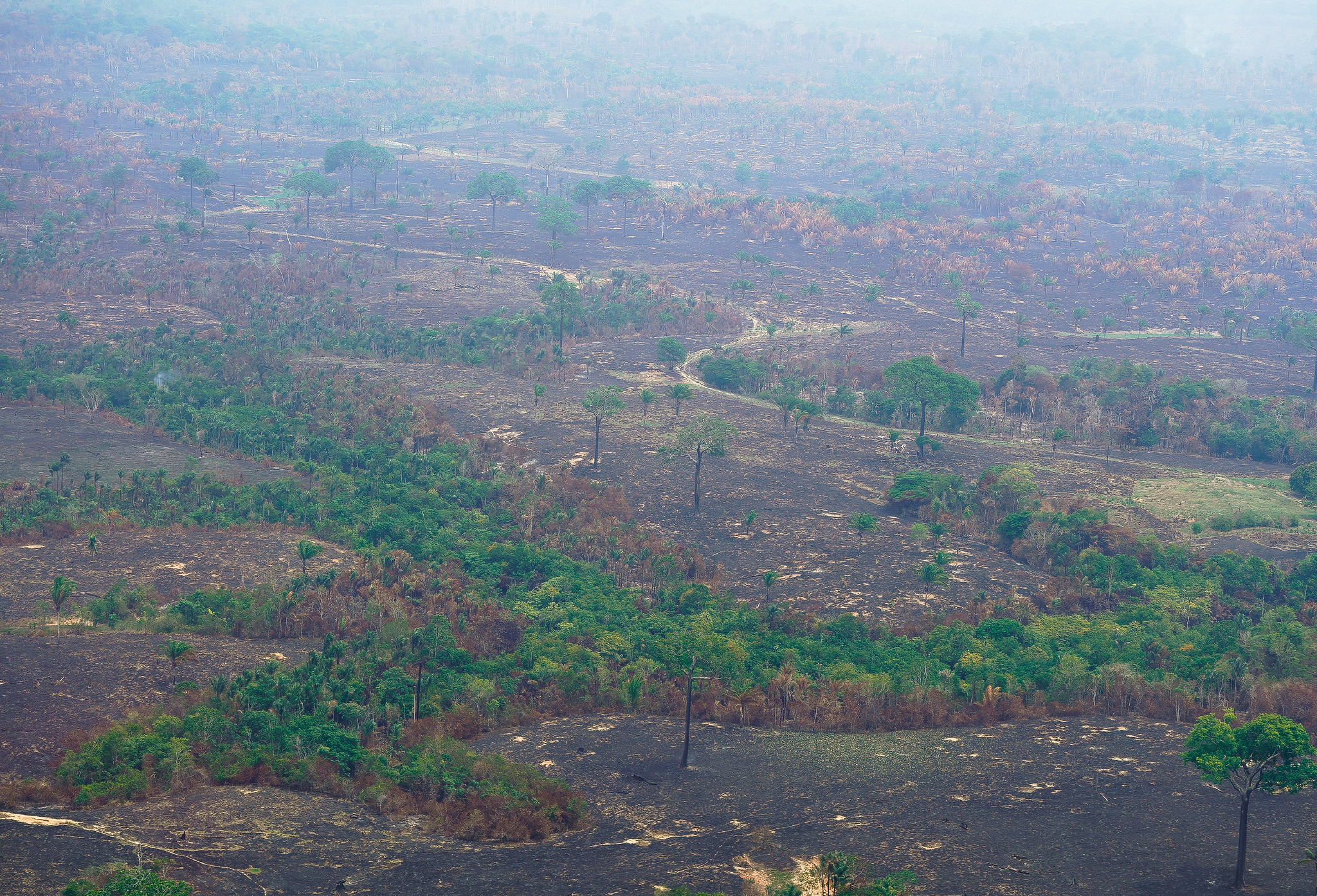Governo investiga se há organização por trás dos incêndios no Amazonas