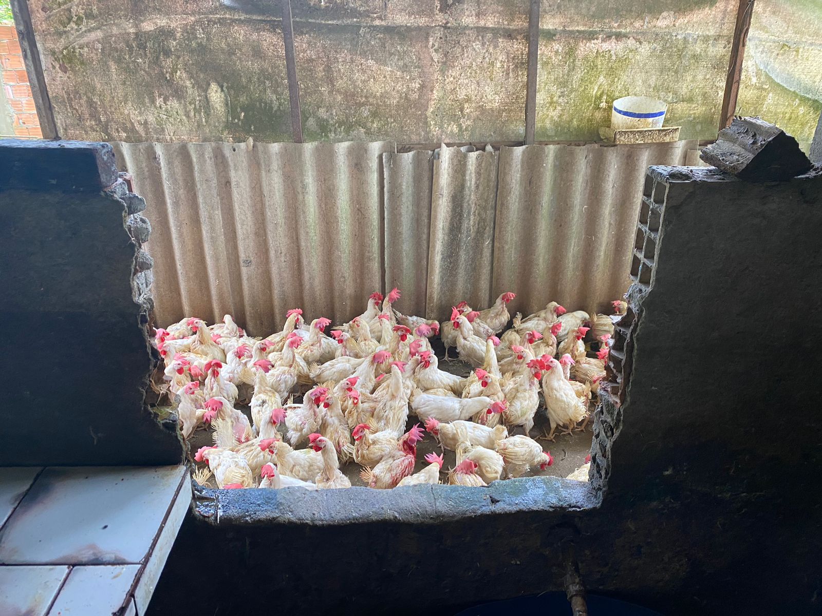 Adaf e Decon interditam abatedouro clandestino de aves na zona norte